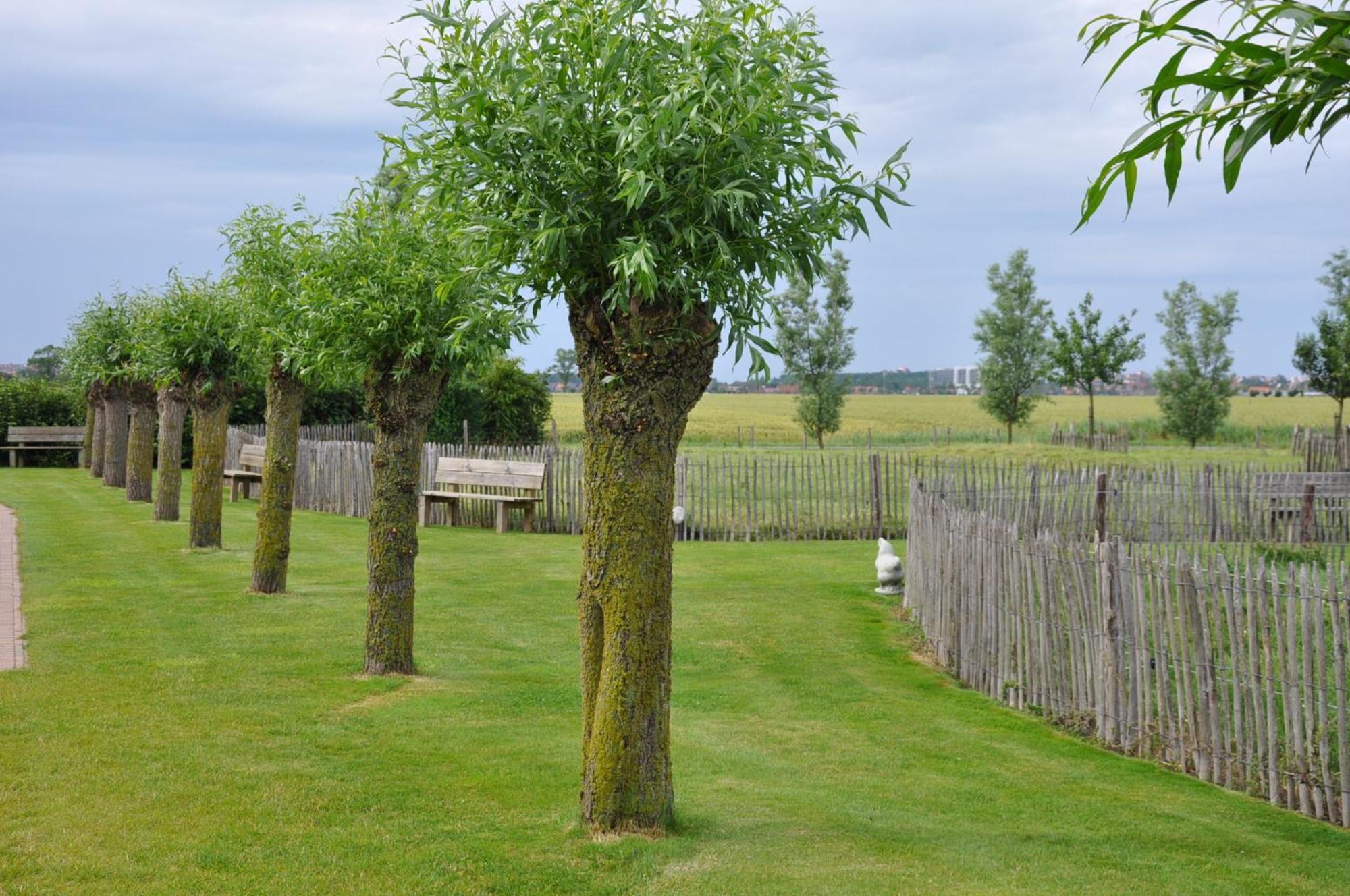 B&B Knotwilgenhoeve Knokke-Heist Esterno foto